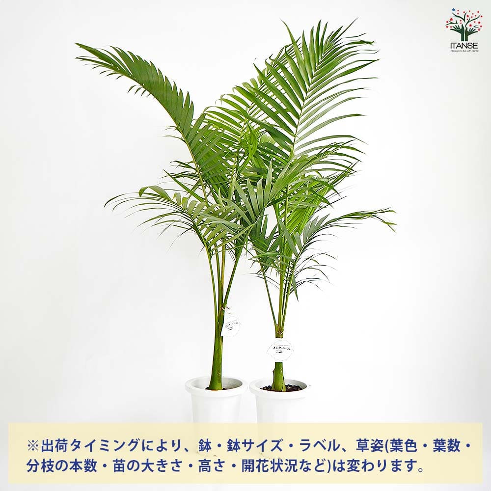 ユスラヤシ キングパーム 【観葉植物 8号／1個売り】｜ 【植物の