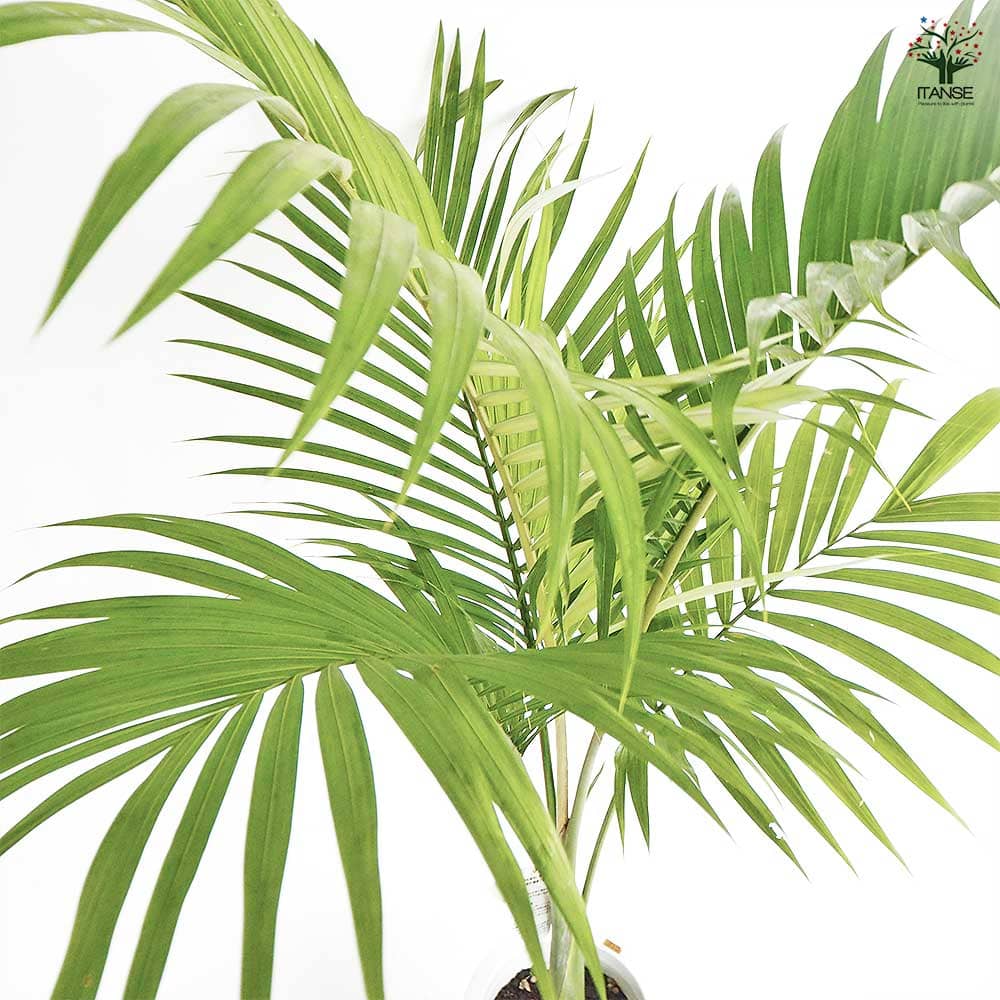 ユスラヤシ キングパーム 【観葉植物 8号／1個売り】｜ 【植物の