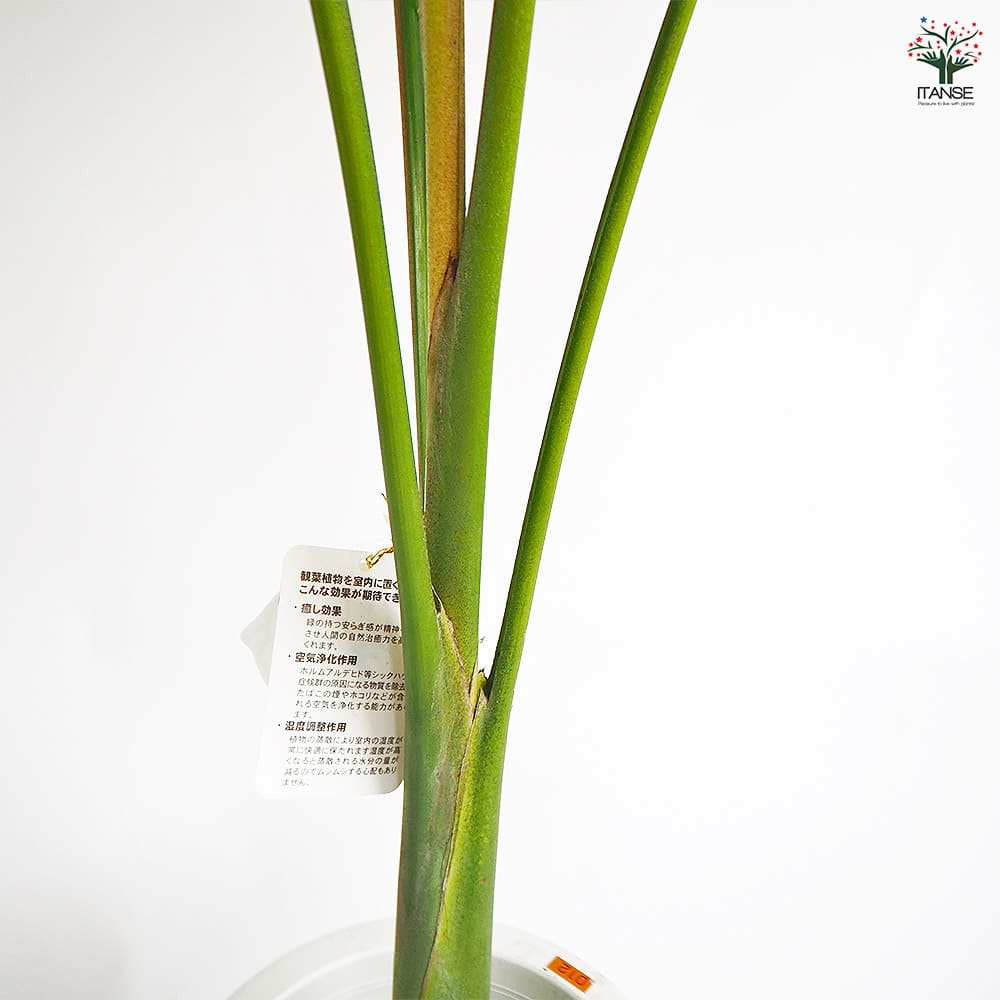 ユスラヤシ キングパーム 【観葉植物 8号／1個売り】｜ 【植物の