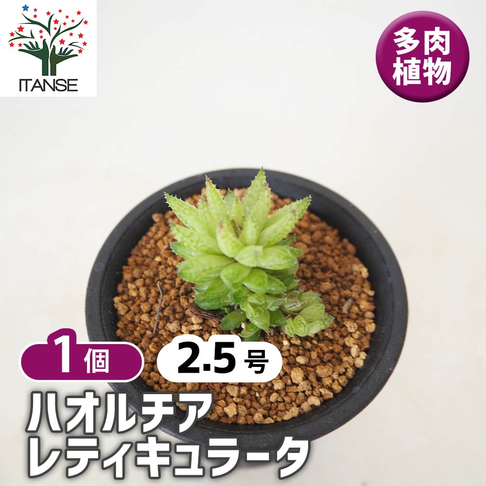 ハオルチア レティキュラータ 【多肉植物 2.5号／1個売り】｜ 【植物の