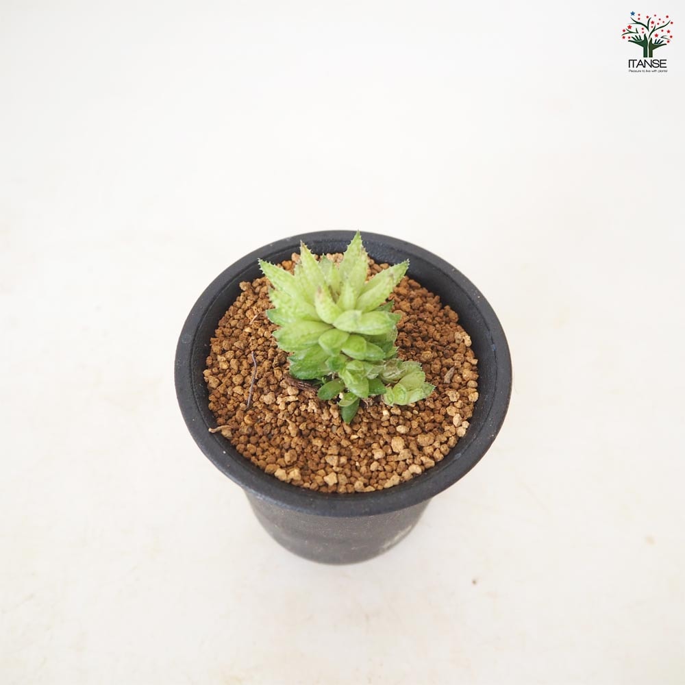 ハオルチア レティキュラータ 【多肉植物 2.5号／1個売り】｜ 【植物の