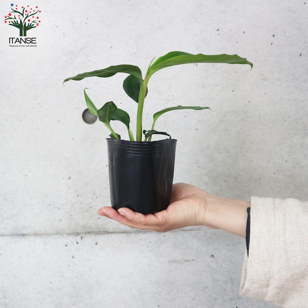 月桃(ゲットウ) シェルジンジャー【ハーブの苗 12cmポット／1個売り