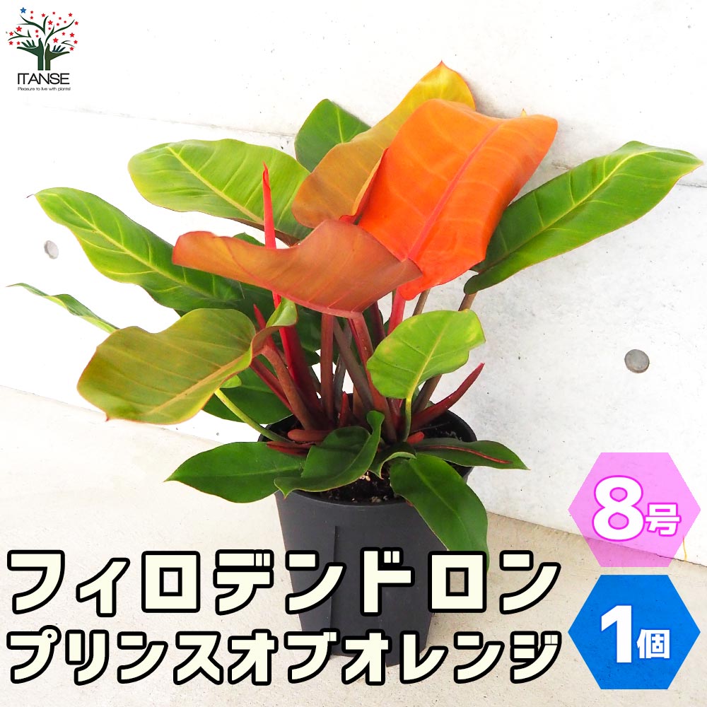 フィロデンドロン プリンスオブオレンジ【観葉植物 8号鉢／1個売り】