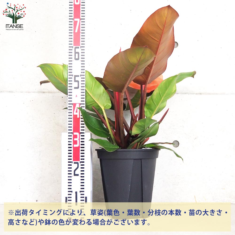 フィロデンドロン プリンスオブオレンジ【観葉植物 8号鉢／1個売り】