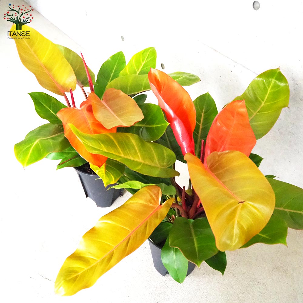 フィロデンドロン プリンスオブオレンジ【観葉植物 8号鉢／1個売り】