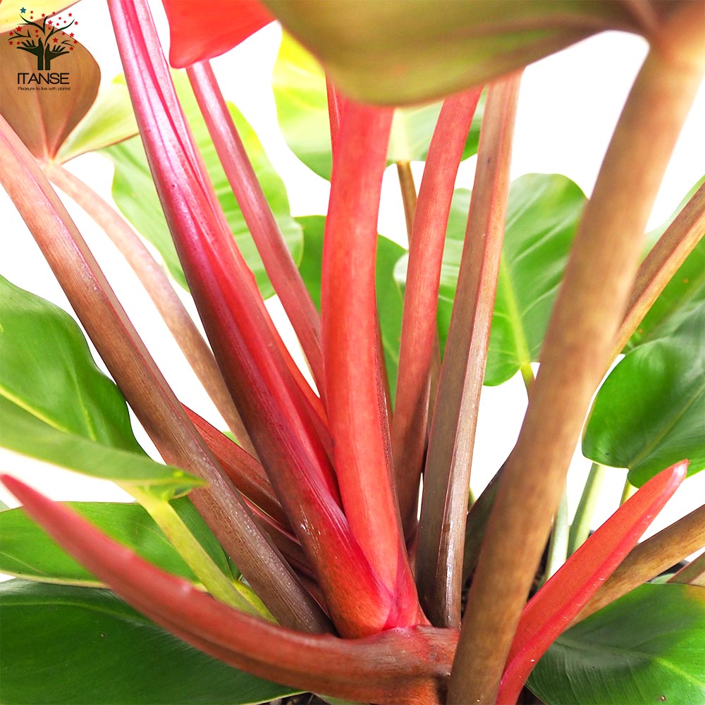 フィロデンドロン プリンスオブオレンジ【観葉植物 8号鉢／1個売り】