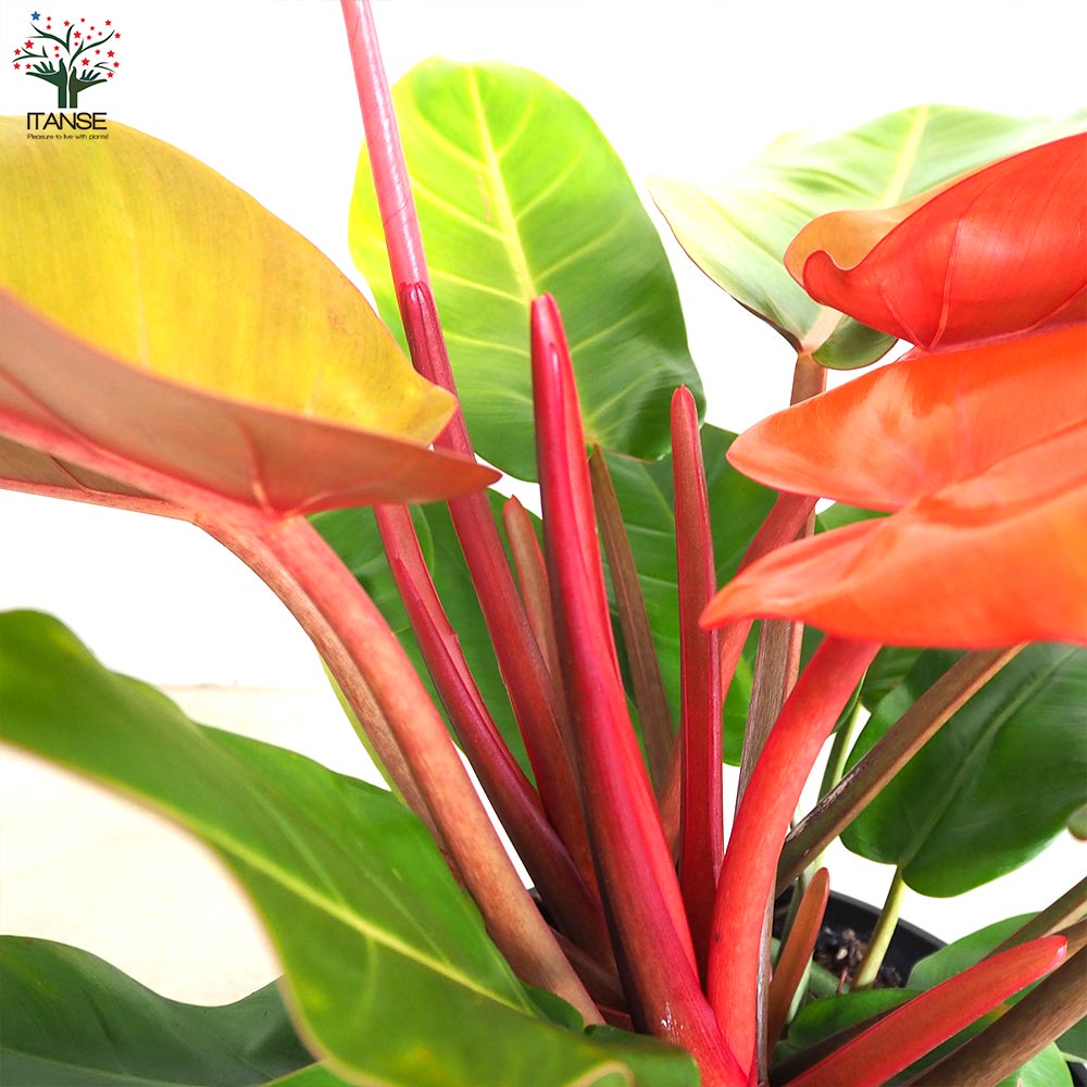 フィロデンドロン プリンスオブオレンジ【観葉植物 8号鉢／1個売り】