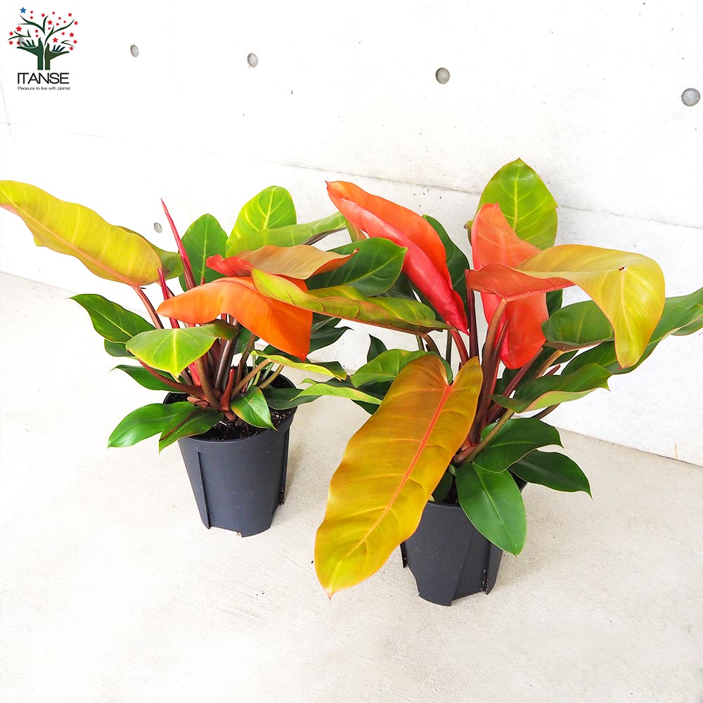 フィロデンドロン プリンスオブオレンジ【観葉植物 8号鉢／1個売り