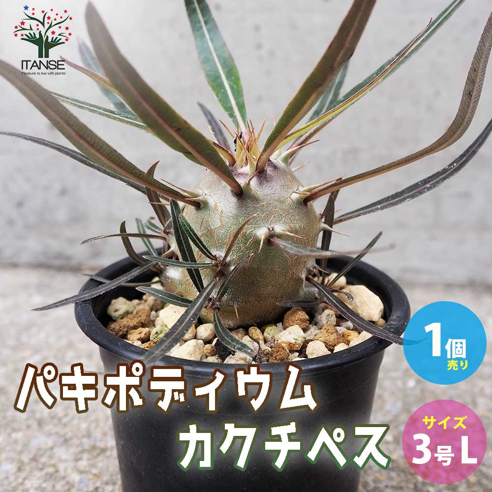 パキポディウム カクチペス【多肉植物 3号鉢 Lサイズ／1個売り