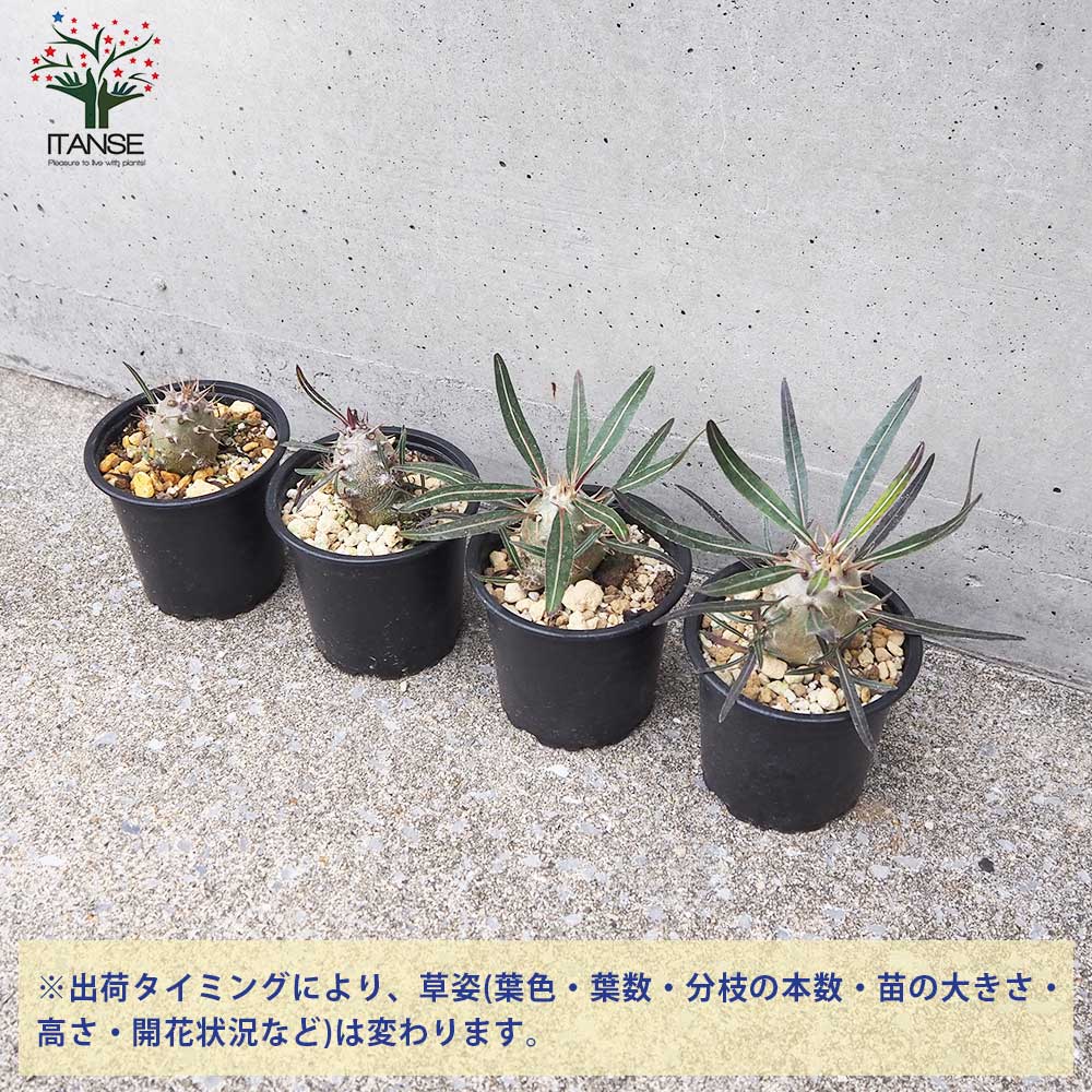 カクチペス　多頭　レアなコネクト鉢付き　パキポディウム パキポディウム・カクチペス 3.5号鉢 | | 多肉・塊根植物