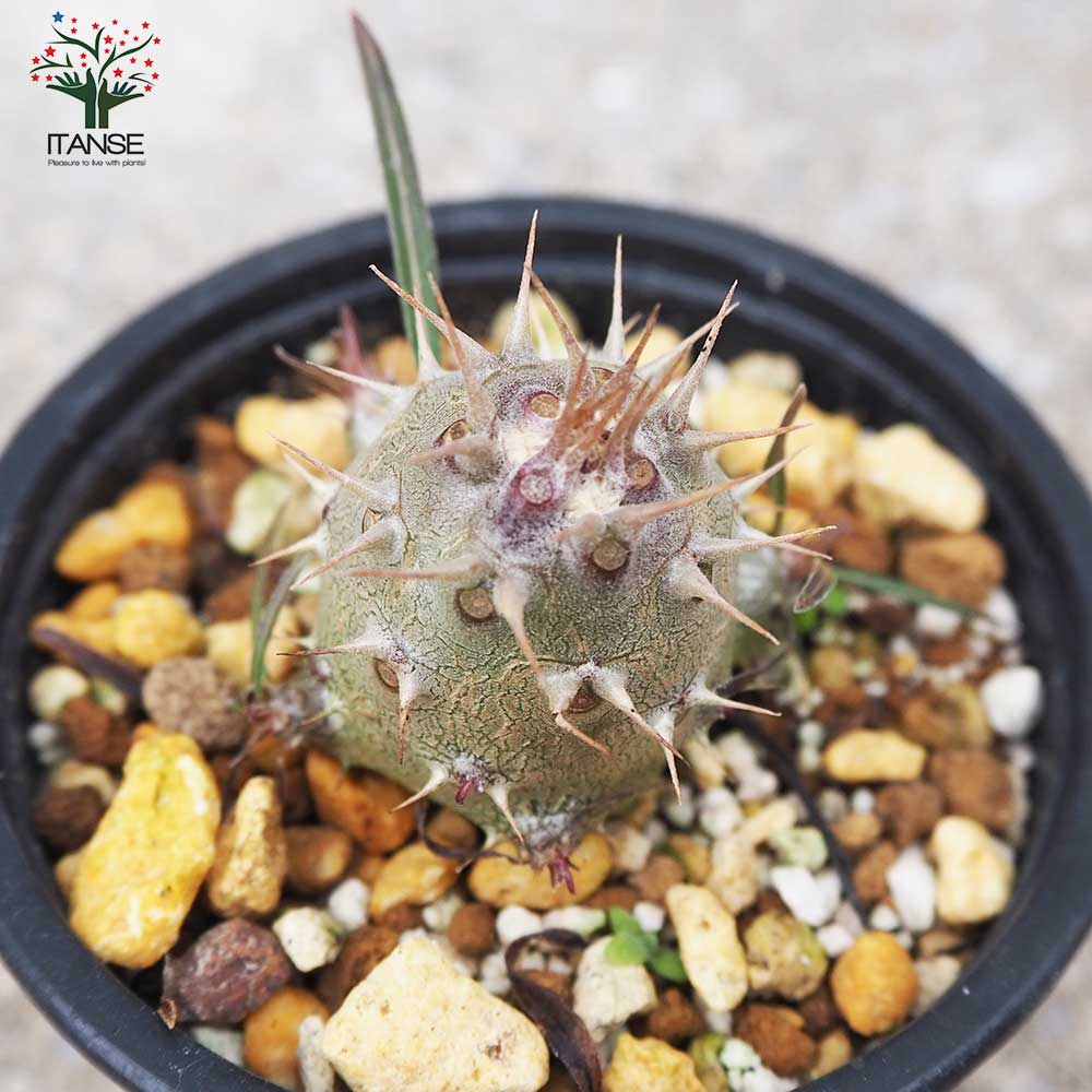 パキポディウム カクチペス【多肉植物 3号鉢 Lサイズ／1個売り