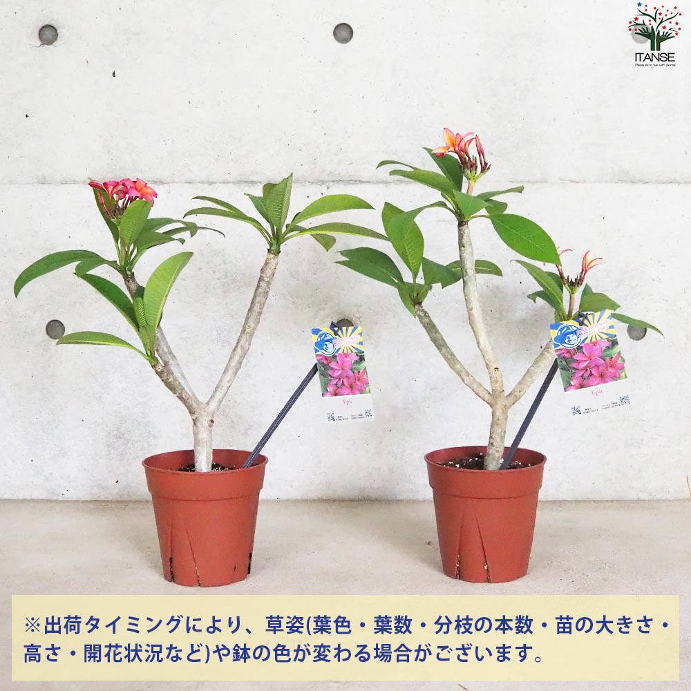 プルメリア苗木 品種：エピック【花苗 5号鉢／1個売り