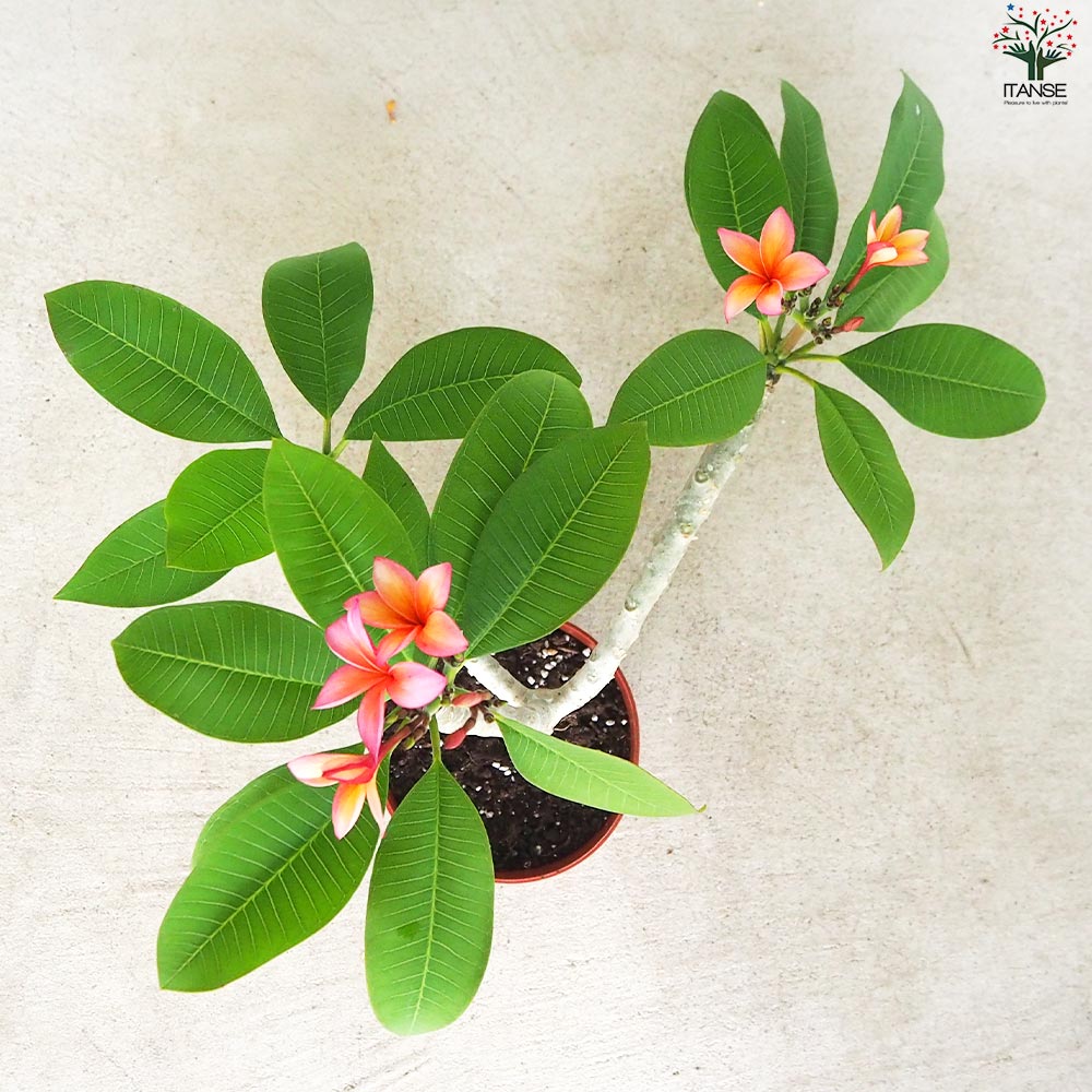 プルメリア苗木 品種：エピック【花苗 5号鉢／1個売り】｜ 【植物の