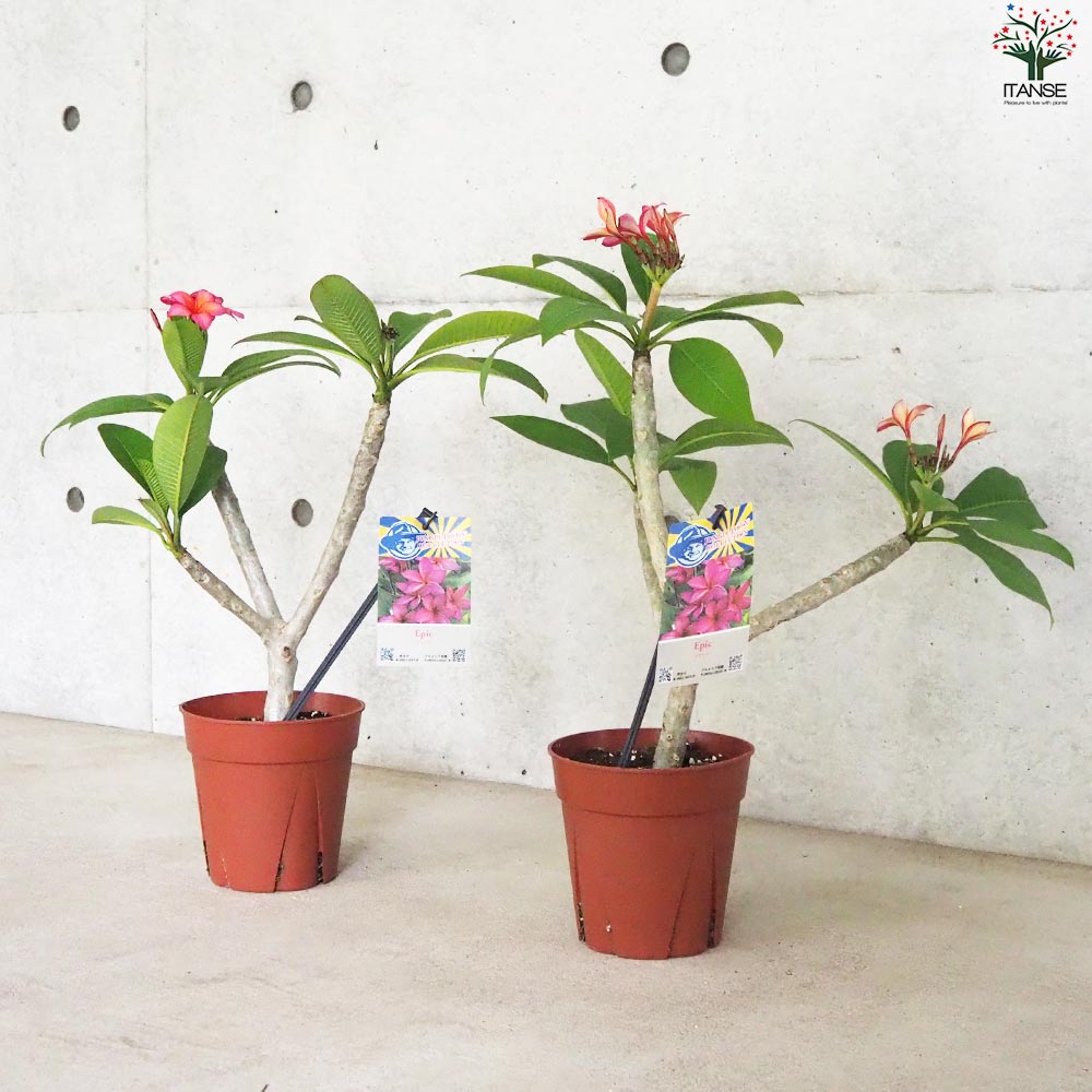 プルメリア苗木 品種：エピック【花苗 5号鉢／1個売り】｜ 【植物の