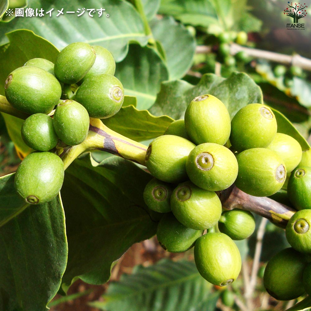 コーヒーの木 アラビカ矮性品種【果樹の苗木 8号鉢／1個売り】