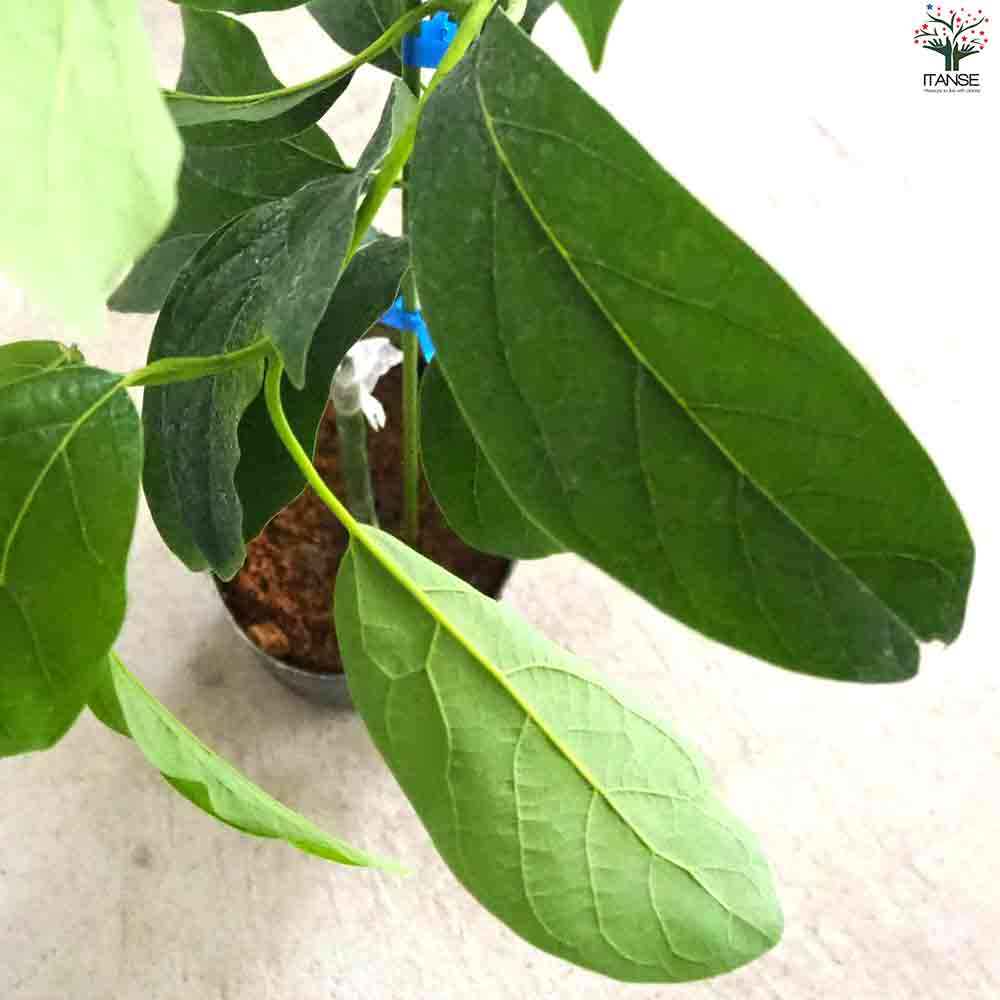アボカド１個　青上植木にある方 若木の果樹 アボカド リード【果樹の苗木 7寸大苗 2年生 接木苗木／1個売り
