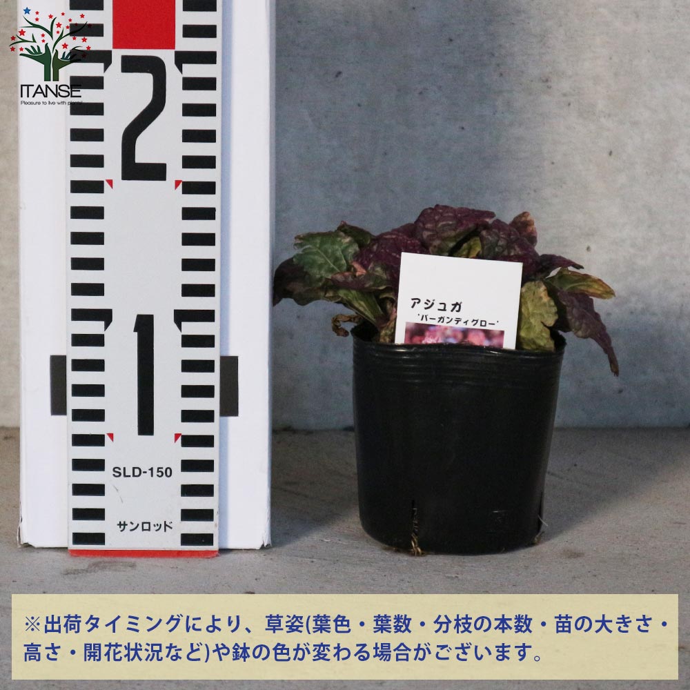アジュガ バーガンディーグロー【花苗 3～3.5号ポット苗 グランドカバー／多年草】