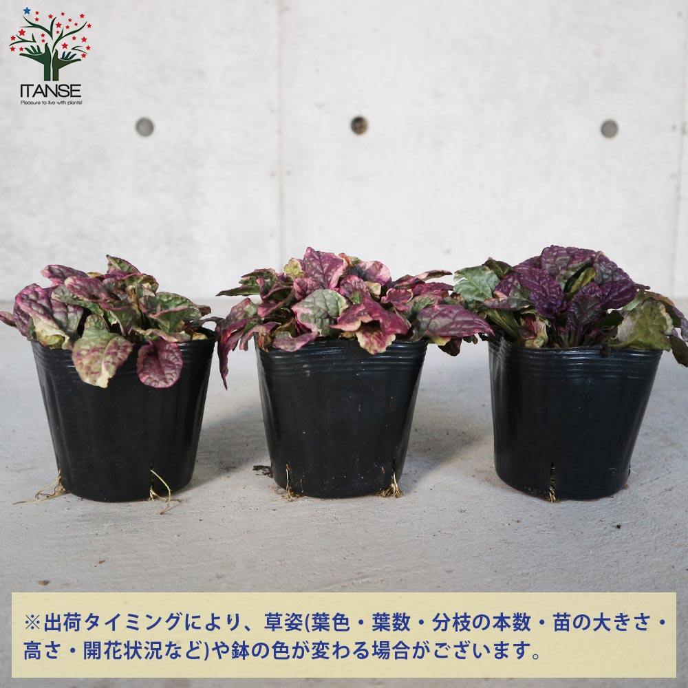 アジュガ バーガンディーグロー【花苗 3～3.5号ポット苗 グランドカバー／多年草】