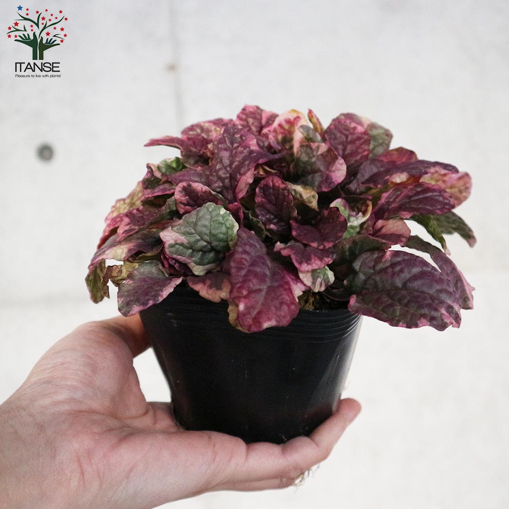 アジュガ バーガンディーグロー【花苗 3～3.5号ポット苗 グランドカバー／多年草】