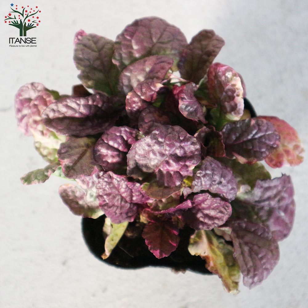 アジュガ バーガンディーグロー【花苗 3～3.5号ポット苗 グランドカバー／多年草】