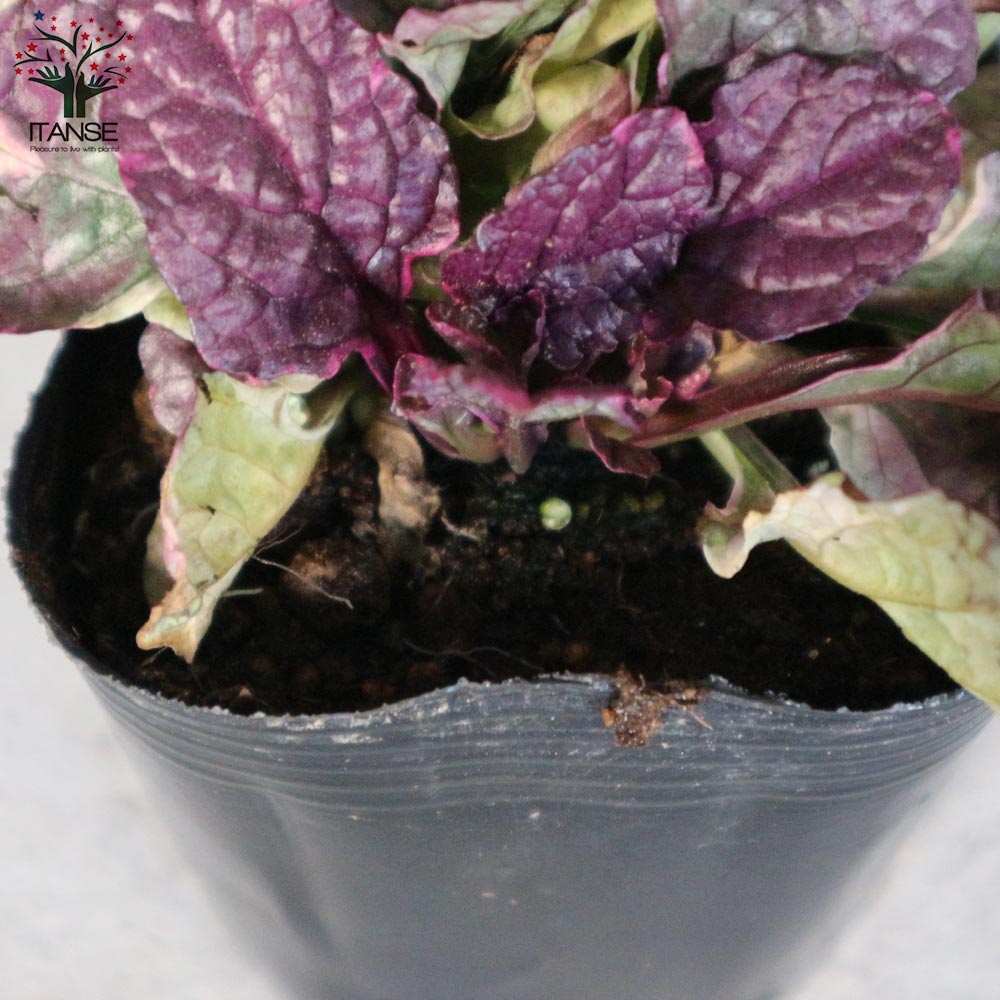 アジュガ バーガンディーグロー【花苗 3～3.5号ポット苗 グランドカバー／多年草】