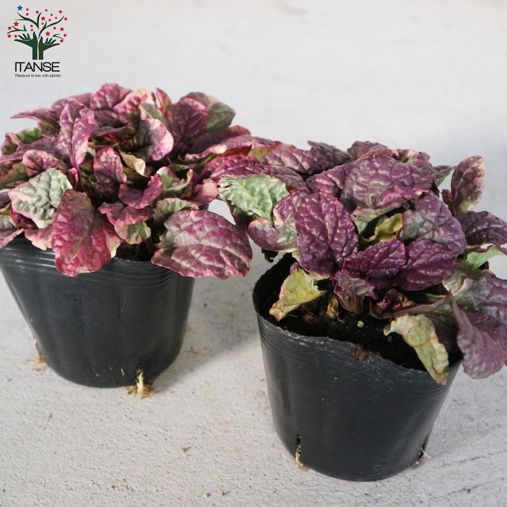 アジュガ バーガンディーグロー【花苗 3～3.5号ポット苗 グランドカバー／多年草】