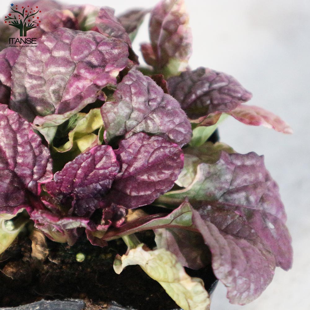 アジュガ バーガンディーグロー【花苗 3～3.5号ポット苗 グランドカバー／多年草】