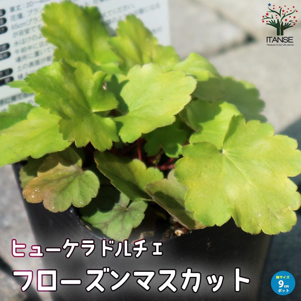 ヒューケラ・ドルチェ・フローズンマスカット 【花苗 9cmポット苗 カラーリーフ・多年草】