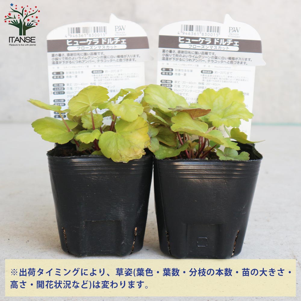 ヒューケラ・ドルチェ・フローズンマスカット 【花苗 9cmポット苗 カラーリーフ・多年草】