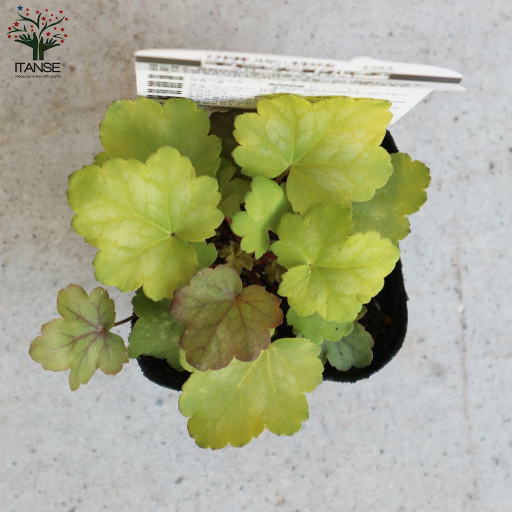 ヒューケラ・ドルチェ・フローズンマスカット 【花苗 9cmポット苗 カラーリーフ・多年草】