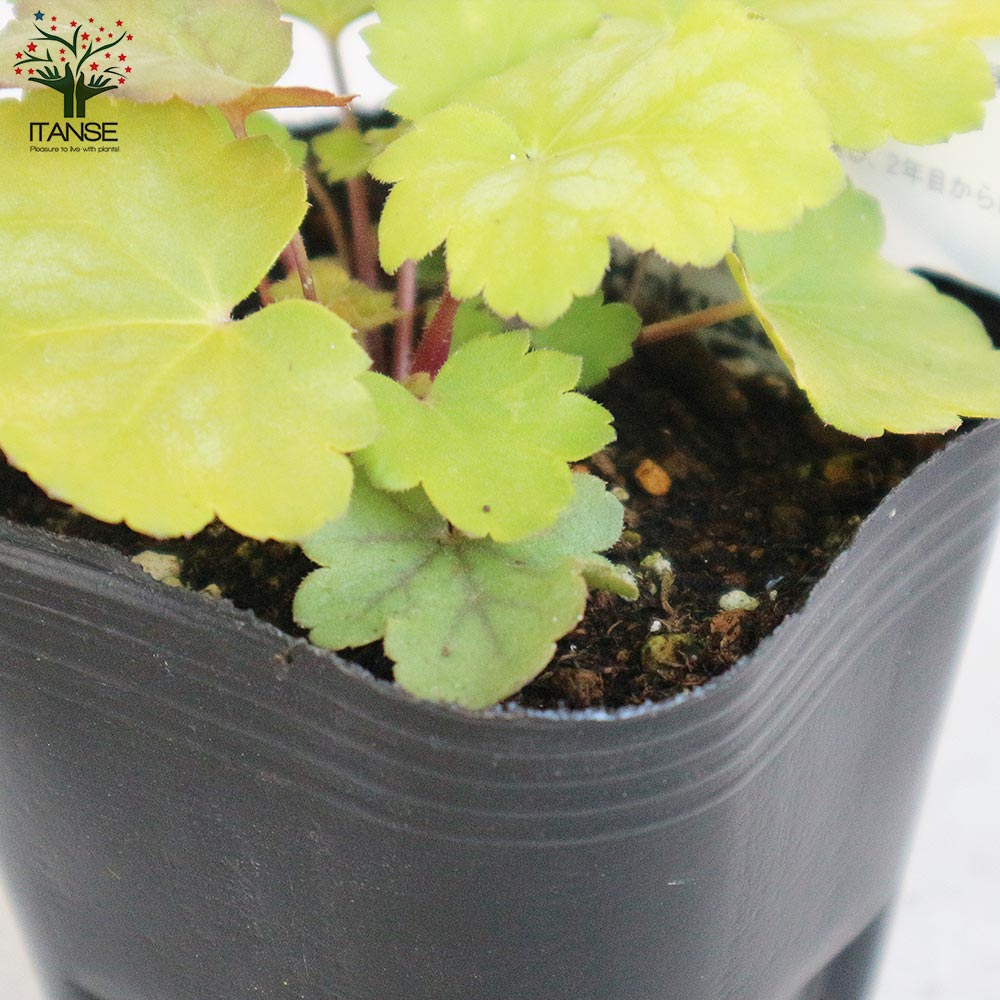 ヒューケラ・ドルチェ・フローズンマスカット 【花苗 9cmポット苗 カラーリーフ・多年草】
