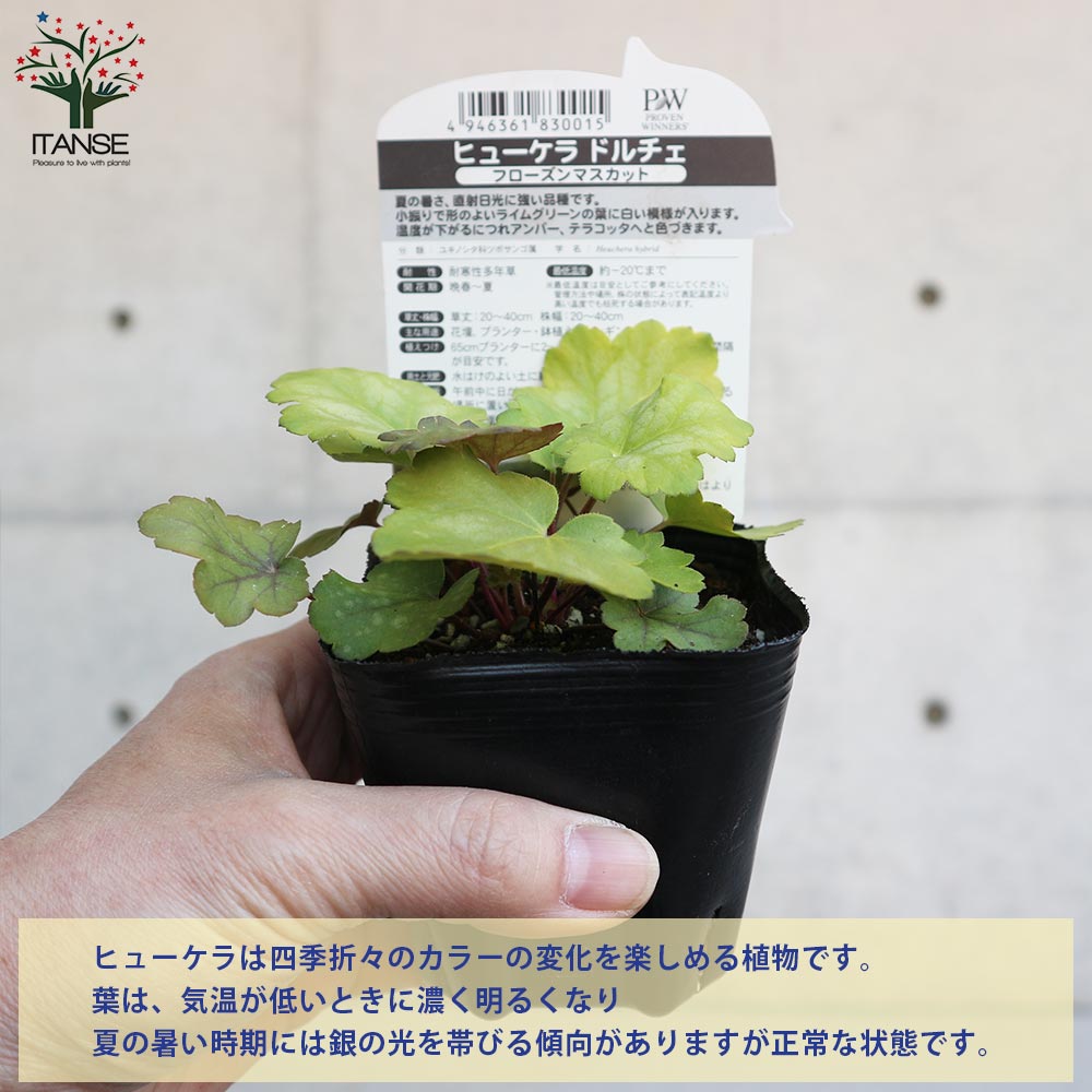 ヒューケラ・ドルチェ・フローズンマスカット 【花苗 9cmポット苗 カラーリーフ・多年草】