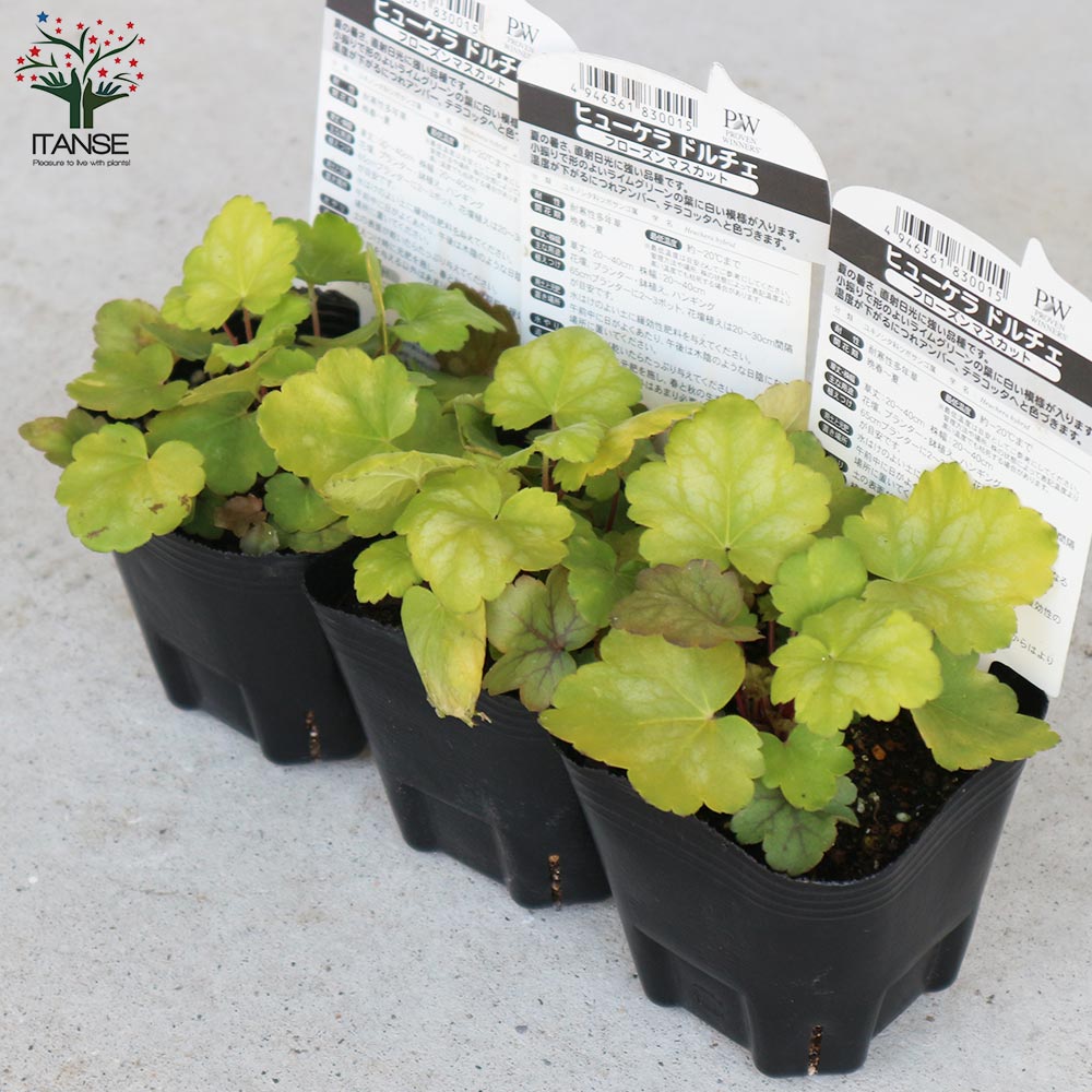 ヒューケラ・ドルチェ・フローズンマスカット 【花苗 9cmポット苗 カラーリーフ・多年草】