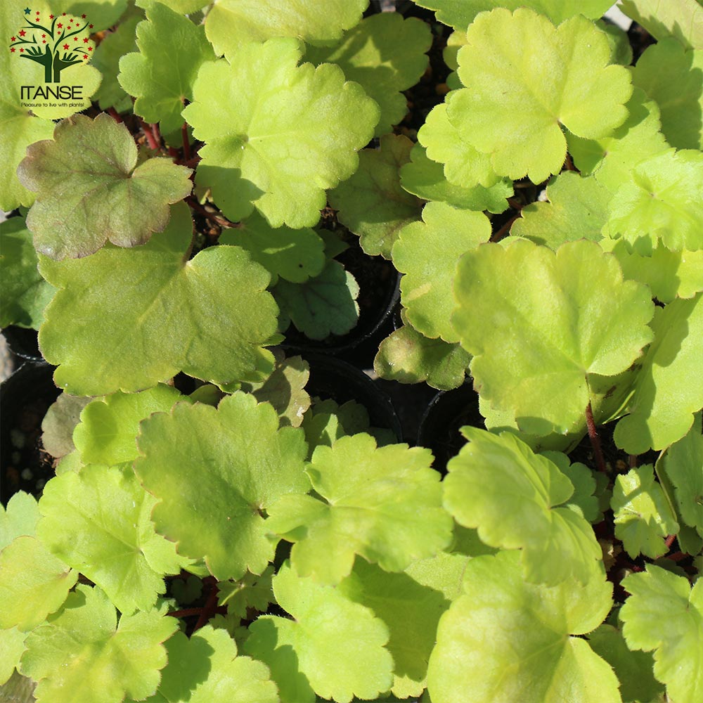 ヒューケラ・ドルチェ・フローズンマスカット 【花苗 9cmポット苗 カラーリーフ・多年草】