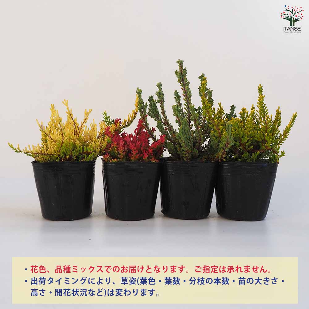 カルーナ・ブルガリス(色ミックス) 花色のご指定はできません。花木苗【庭木 3号ポット】