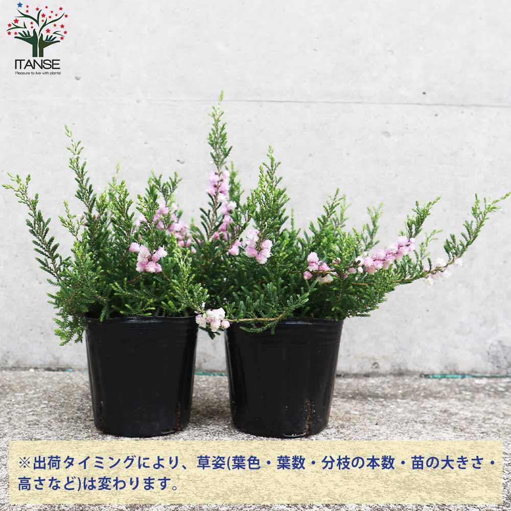 カルーナ・ブルガリス(色ミックス) 花色のご指定はできません。花木苗【庭木 3号ポット】