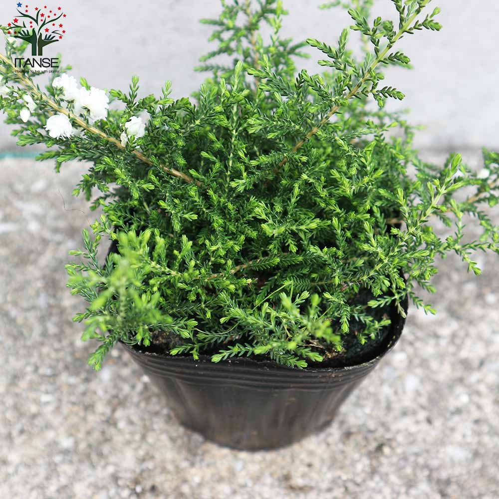カルーナ・ブルガリス(色ミックス) 花色のご指定はできません。花木苗【庭木 3号ポット】