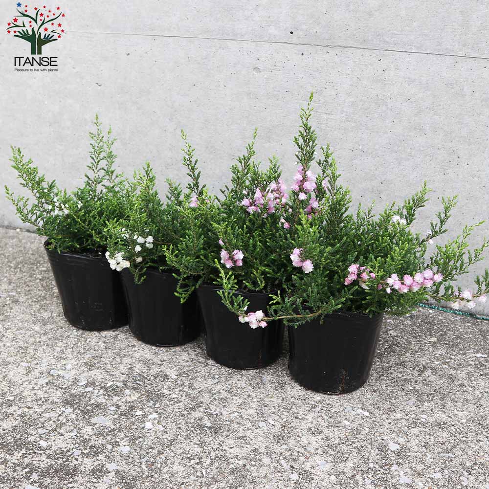 カルーナ・ブルガリス(色ミックス) 花色のご指定はできません。花木苗【庭木 3号ポット】