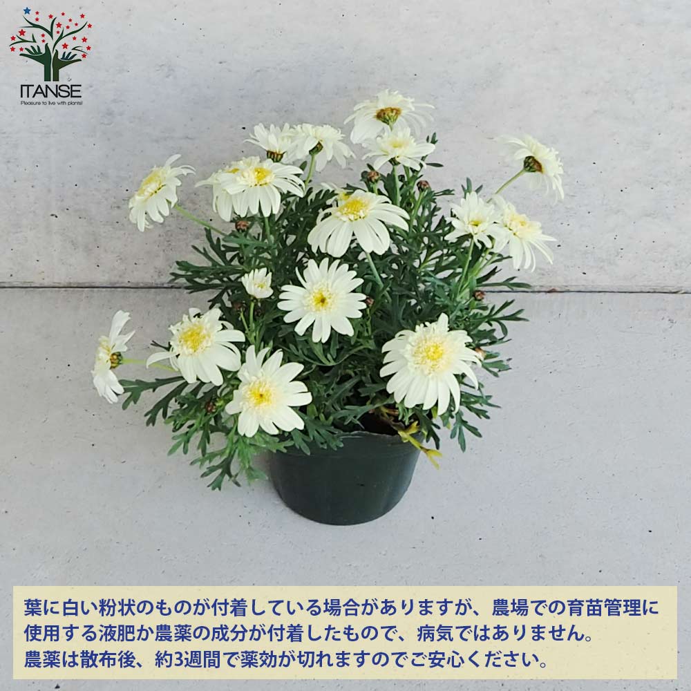 マーガレット ミルキーティアラ【花苗 3.5号ポット】| 【植物の マーガレット ミルキーティアラ【花苗 3.5号ポット】| 【植物の