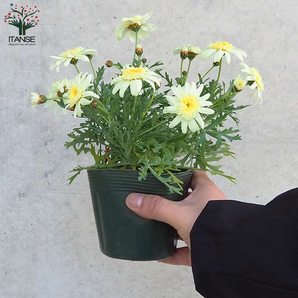 マーガレット ミルキーティアラ【花苗 3.5号ポット】｜ 【植物の