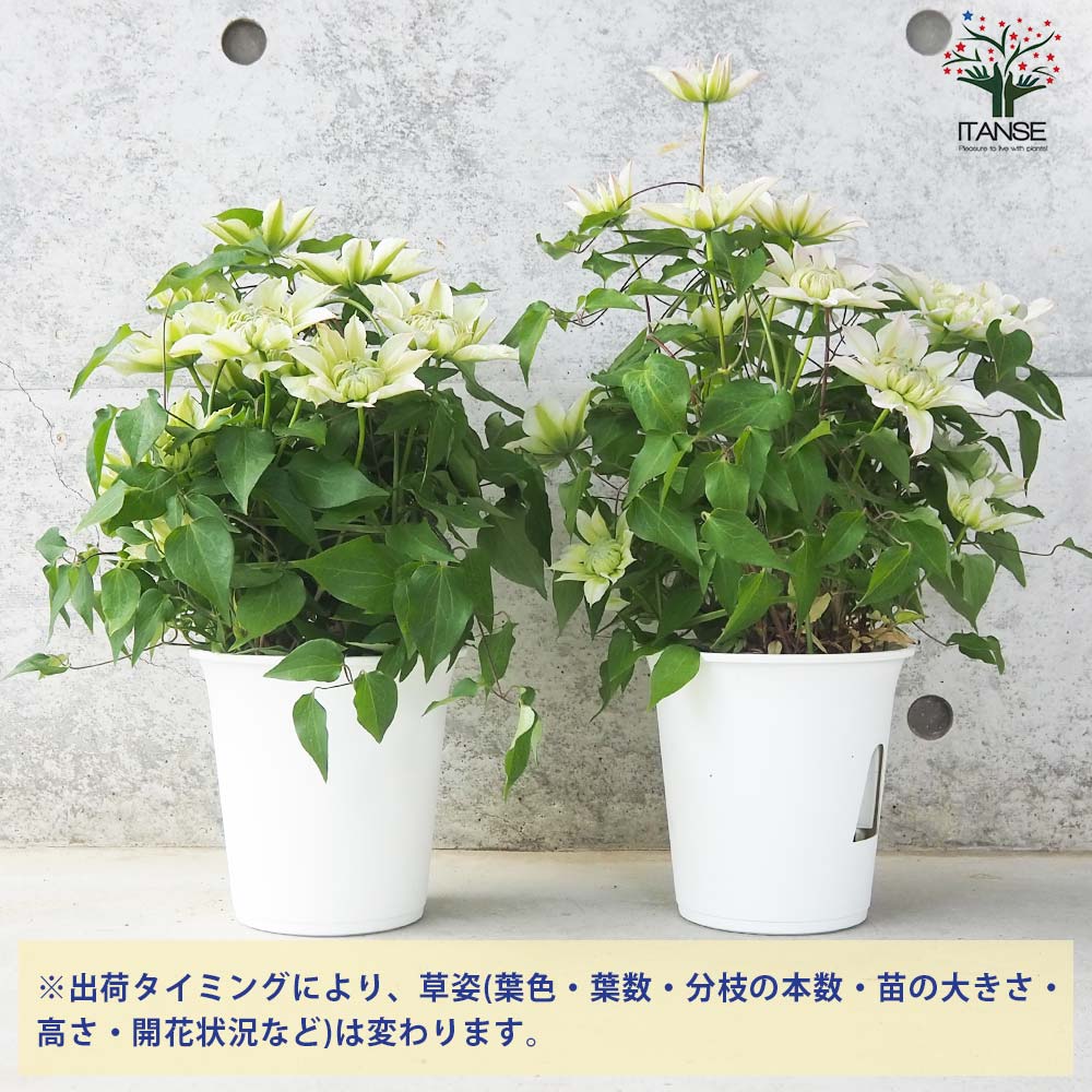 クレマチス 花園【花苗 5号鉢】｜ 【植物のITANSE】全品送料無料