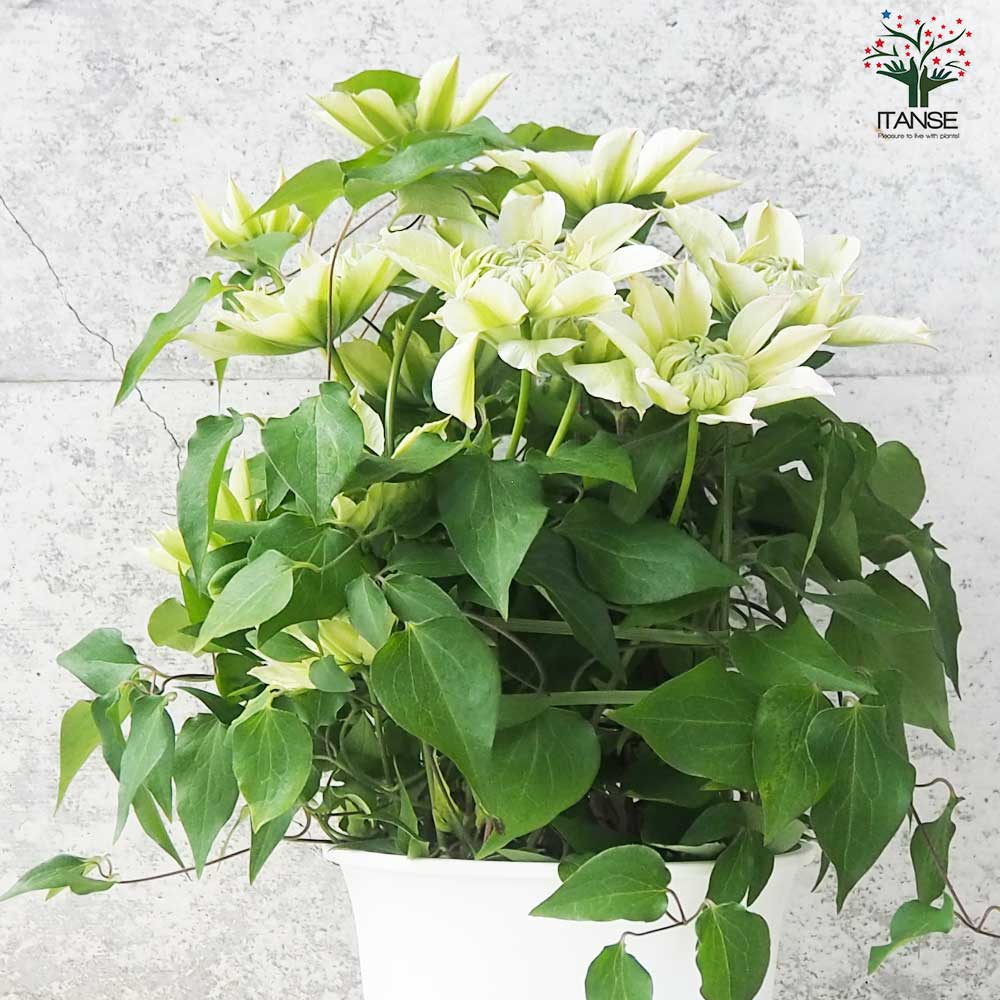 クレマチス 花園【花苗 5号鉢】｜ 【植物のITANSE】全品
