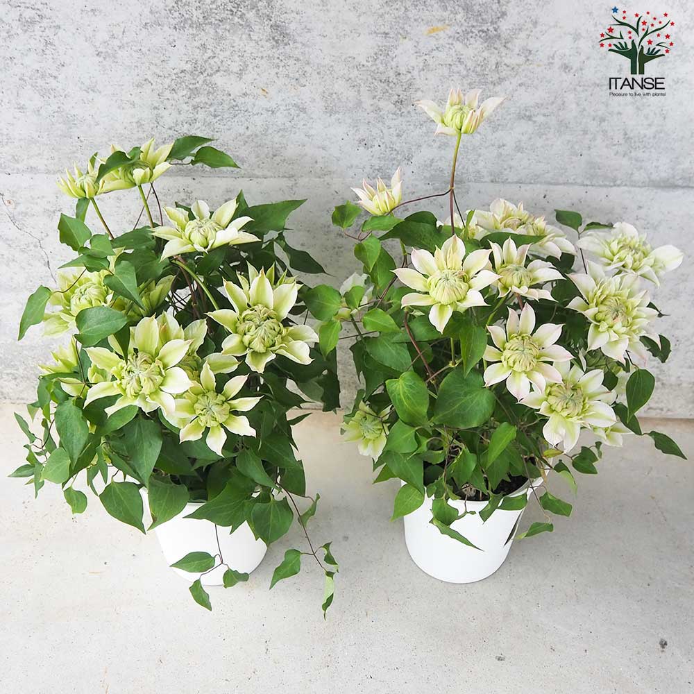 クレマチス　苗　⑤ 楽天市場】クレマチス 北浜5号サイズ 鉢植え 鉢花 ギフト プレゼントに