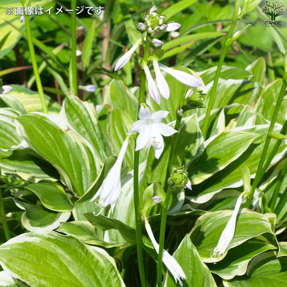 ホスタ 香りギボウシ ソースウィート【花苗 3.5号ポット】｜ 【植物の