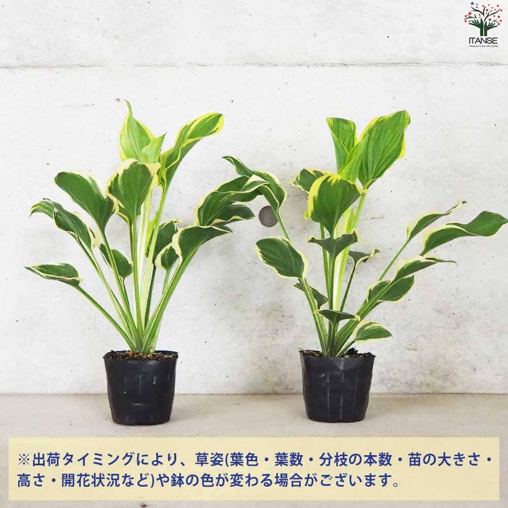 ホスタ 香りギボウシ ソースウィート【花苗 3.5号ポット】｜ 【植物の