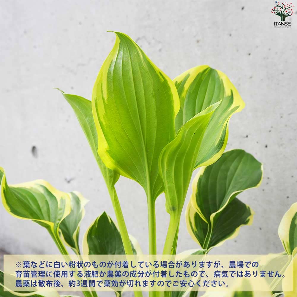 ホスタ 香りギボウシ ソースウィート【花苗 3.5号ポット】｜ 【植物の