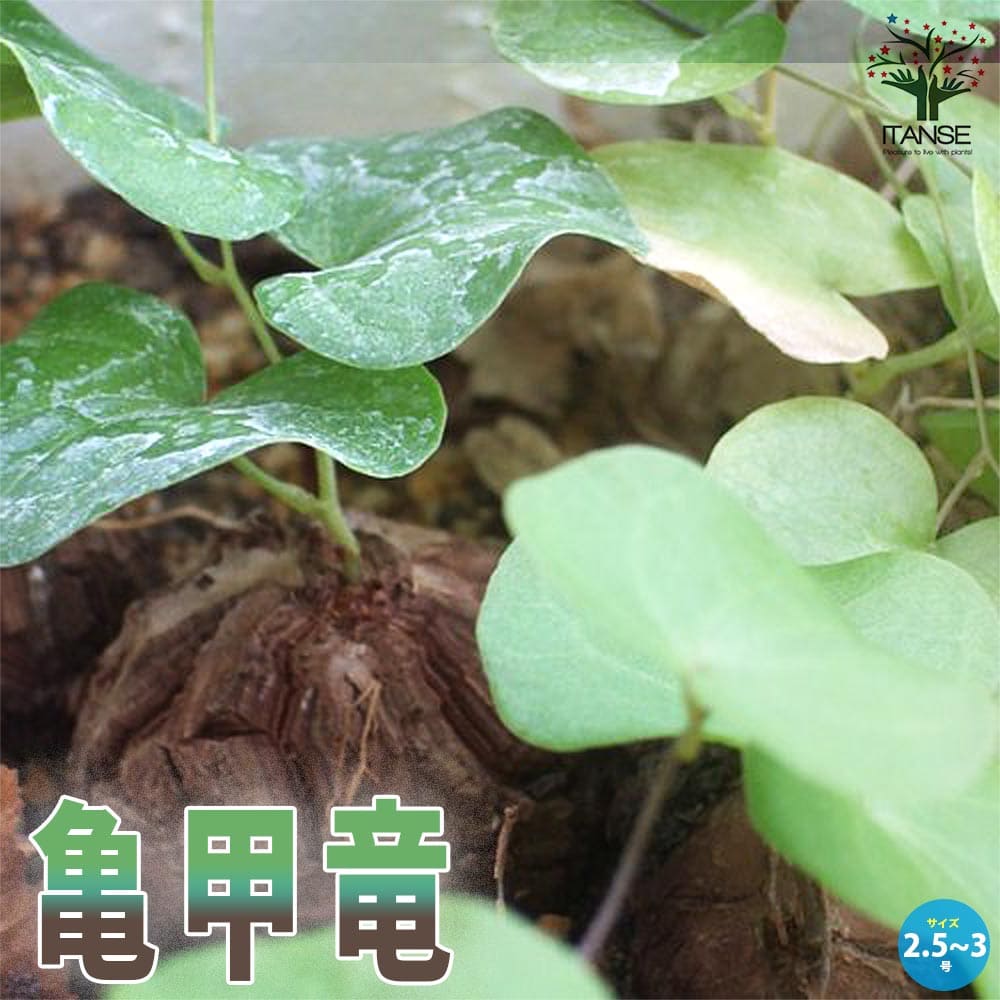 亀甲竜(きっこうりゅう) 【多肉植物 2.5~3号ポット苗 つる性の多肉植物】