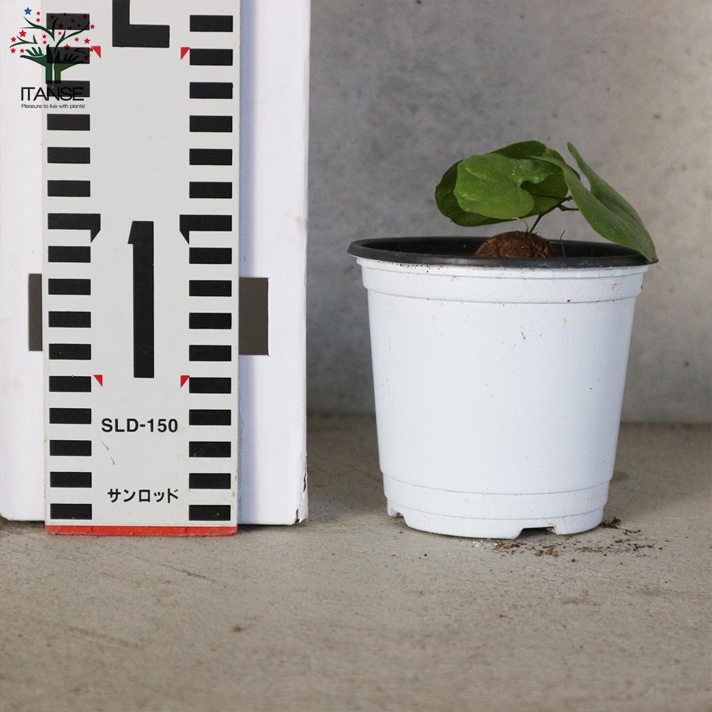 亀甲竜(きっこうりゅう) 【多肉植物 2.5~3号ポット苗 つる性の多肉植物】