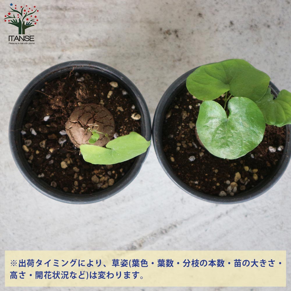 亀甲竜(きっこうりゅう) 【多肉植物 2.5～3号ポット苗 つる性の