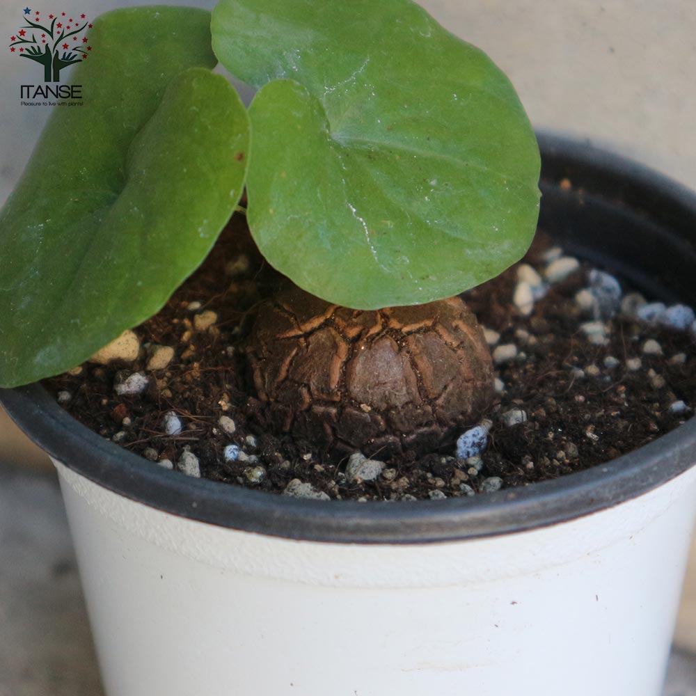 亀甲竜(きっこうりゅう) 【多肉植物 2.5~3号ポット苗 つる性の多肉植物】